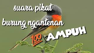 Suara pikat burung ngantenan MP3// 💯 ampuh