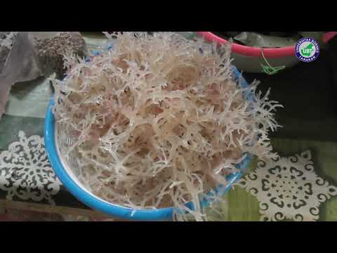 Video Pembelajaran Pembuatan Nori Berbahan Dasar Rumput Laut oleh UKM Ar-Raihan