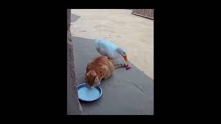 Dost Musun Düşman Mı?