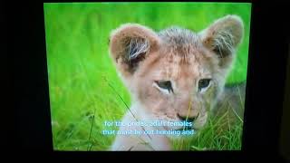 Into the wild:Lion pride