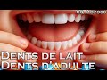 Dents dadulte et dents denfant  cq118