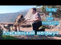 Аляскинский маламут. Тагир и его команды