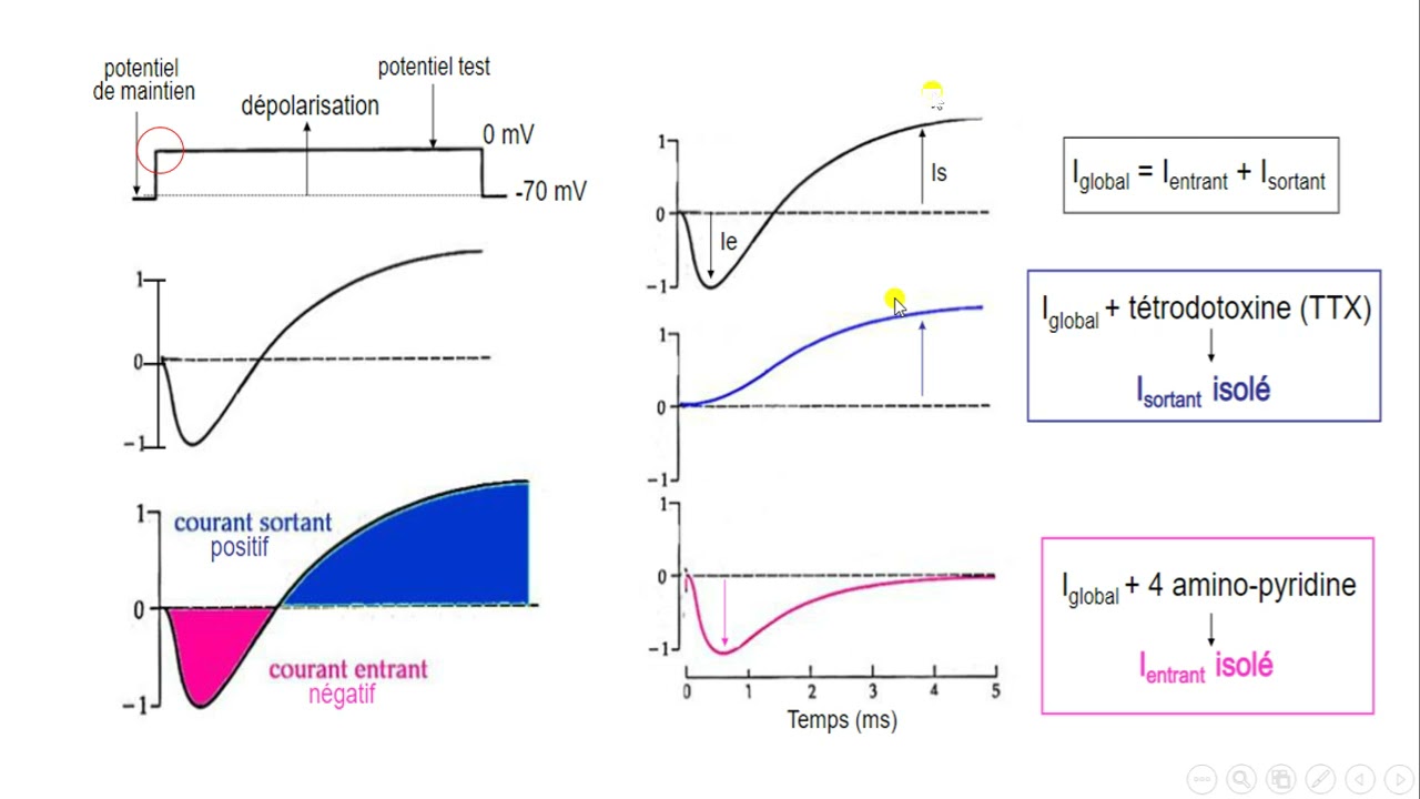 العرض 15 شرح  تسجيلات التيارات الايونية و علاقتها  بعمل القنوات الفولطية و كمون العمل