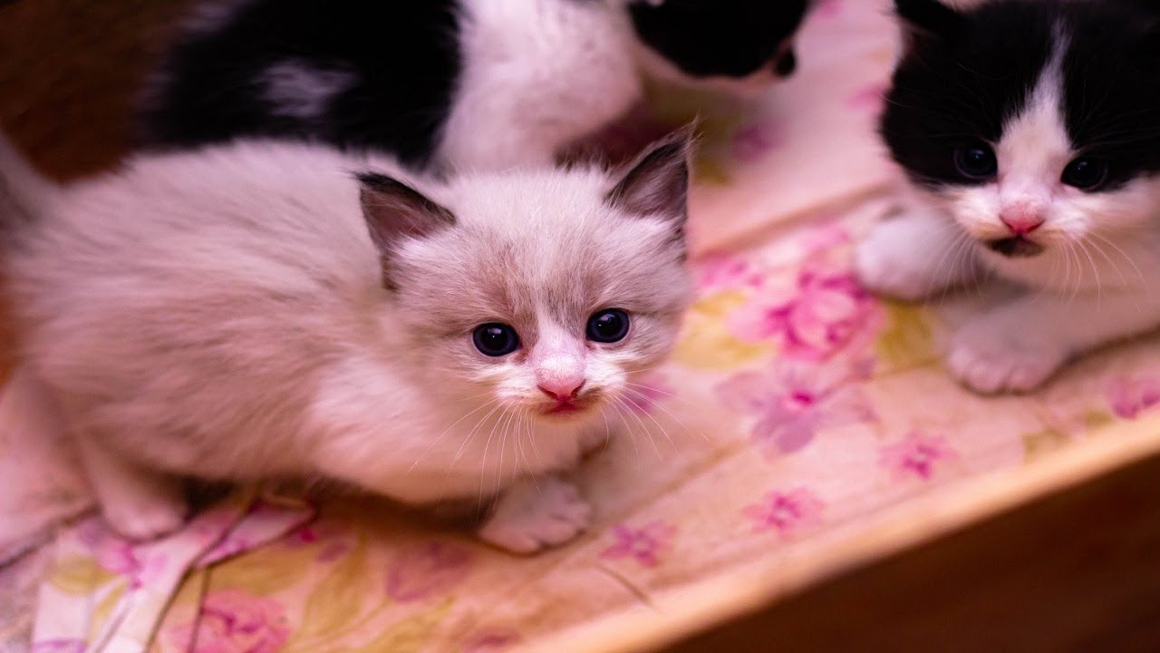 How Many Kittens Are in a Litter? Kittens, Cats and kittens, Cute cats