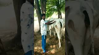 Cow Urination Tricks In Telugu Cow Urine Tricks
