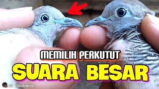 Ciri Ciri Perkutut SUARA BESAR - Perkutut Punden Hasil Tangkapan Kemarin Malam ‼️