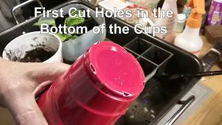 Transplant Garden Plants into Red Solo Cups upcycle Easy