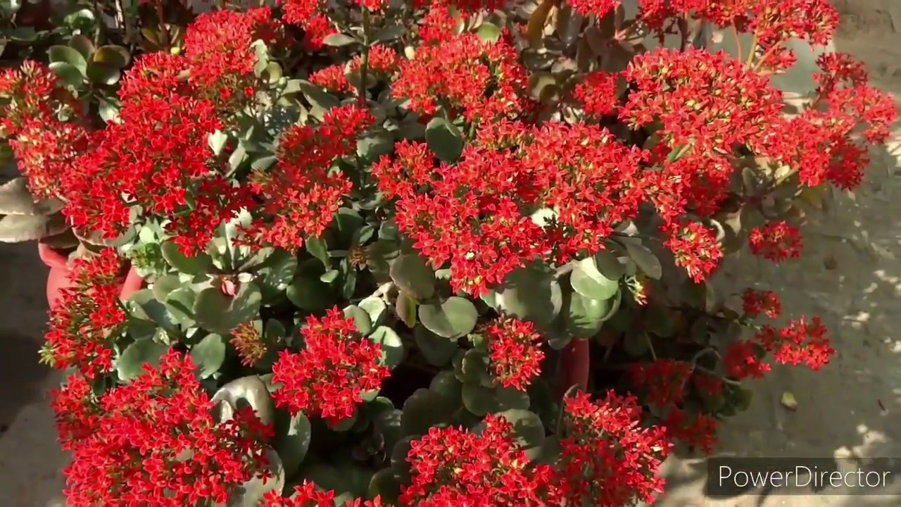 Beautiful red Kalanchoe Blooming/Shown with time lapse/Easy Propagation