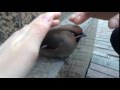 В Челябинске умирают птицы (видео 1)
