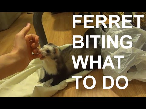 Video: Jak Pet Ferret