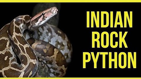#rockpython Indian Rock Python || Release video || By WILD RJ