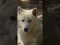 🐺 Le fantôme blanc du nord… regarde bien