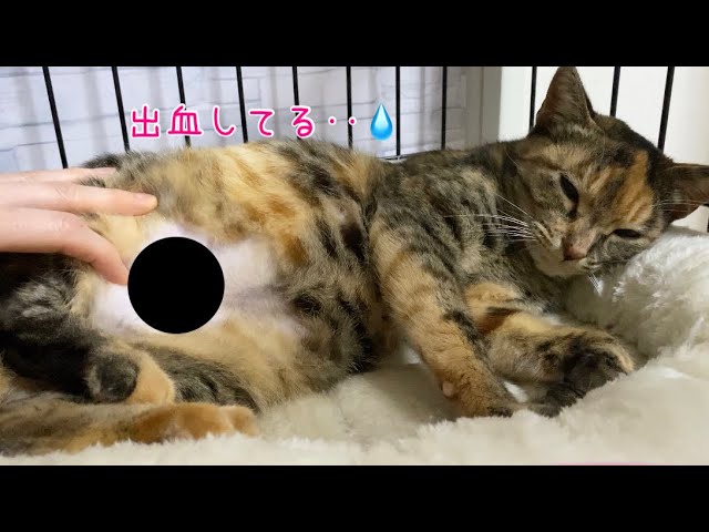 閲覧注意 お腹から出血 病院へ 野良猫卒業 サミーちゃん日記 13 A Protected Cat With Blood Coming Out Of Its Stomach Youtube 閲覧注意 お腹から出血 病院へ 野良猫卒業 サミーちゃん日記 13 A Protected Cat With Blood Coming Out Of Its Stomach Youtube