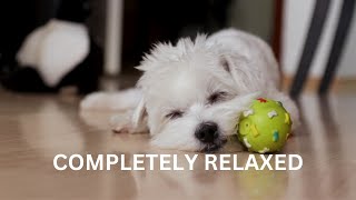 Best Sounds for puppy, soothing dog sounds for anxiety, completely relax, peaceful, calm your dog by TimeToRelax 15 views 7 months ago 10 hours, 28 minutes