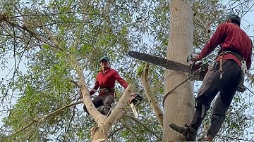 Cưa cây tràm bông vàng  ở gần chùa lương phi . Cưa cây kỷ thuật cao