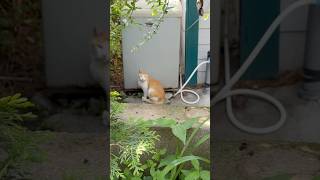 고양이 혼자 수돗가에서｜Cat Alone by the Water Tap #cat #고양이 #힐링영상