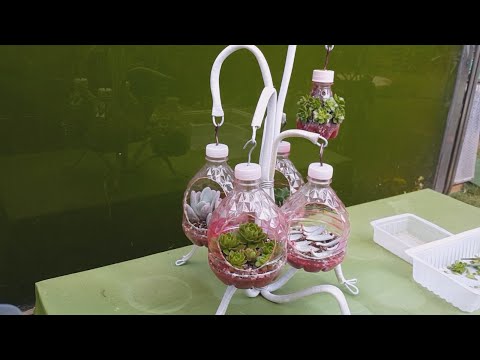 Video: Kuinka Tehdä Florarium Mehikasveille Ja Muille Kasveille Omin Käsin: Vaiheittaiset Ohjeet Valokuvien Ja Videoiden Mestarikursseilla