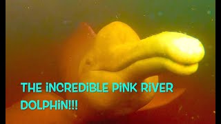 The incredible Amazon Pink River Dolphin
