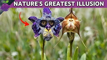 Deze 20 bloemen lijken op dieren, mensen... en zelfs buitenaardse wezens!