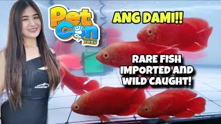 ANDAMING RARE FISH‼IMPORTED at WILDCAUGHT FISH‼PETCON 2024‼