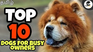 Top 10 dogs for busy owners | Dogs for office workers | canine empire | தமிழ்