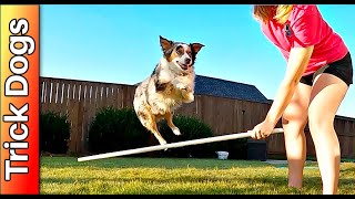 Dog bar jump tutorial by Dynasty Trick Dogs 314 views 6 months ago 1 minute, 6 seconds