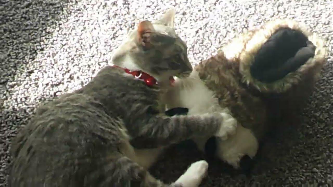 my goofy cat attacks my slipper YouTube