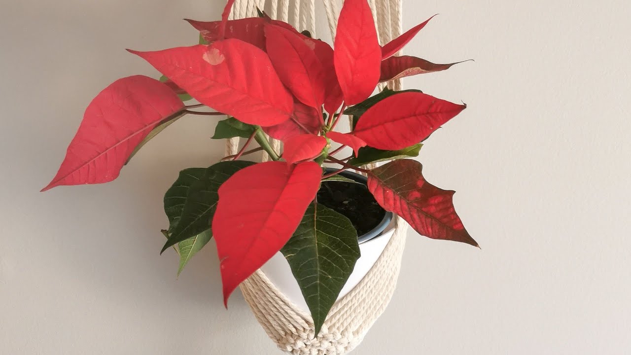 macrame wall plant hanger tutorial /diy plant holder