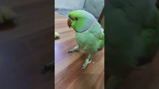 mithua keshe betha hai tu #parrot #funny #talkingparot #birds #cute #