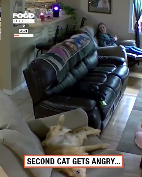 Bocah tak sengaja menginjak kucing dan terjadilah ini #kucing vs #anjing #youtubeshorts #lucu #videokomedi