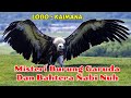 Misteri Burung Garuda  dan Bahtera Nabi Nuh - Lobo Kaimana