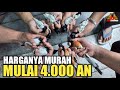 JUAL BURUNGNYA MURAH MULAI 4.000 AN PASAR BURUNG PRAMUKA KIOS ALHAMDULILLAH