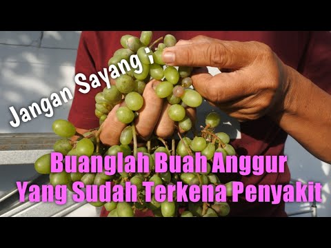 Video: Penyakit Buah Pir. Bintik-bintik