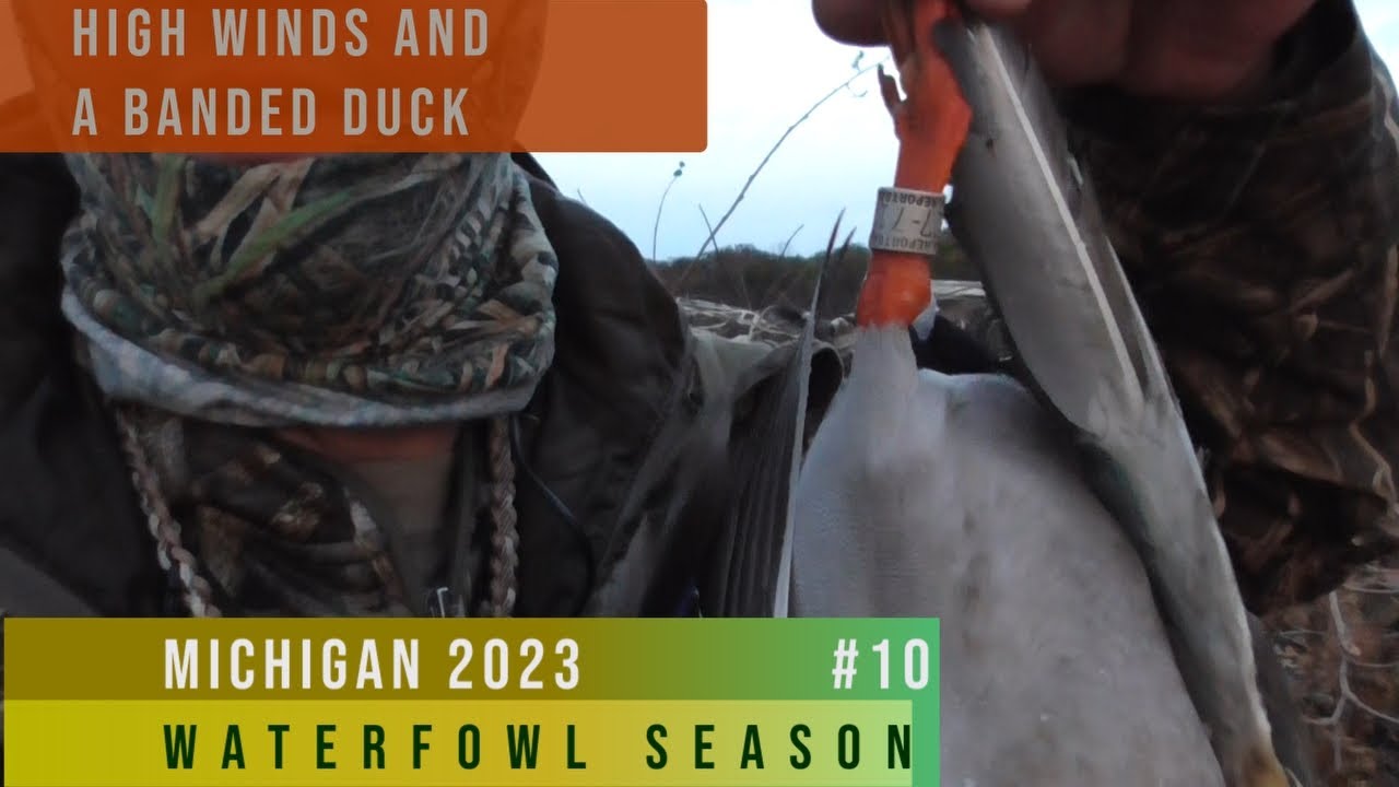 High Winds and a Banded Duck Michigan Duck Hunting YouTube