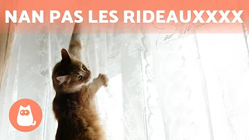 Comment empêcher un chat de grimper partout ?