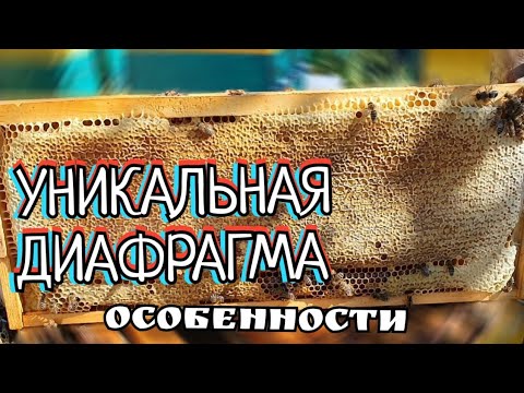 УНИКАЛЬНАЯ ДИАФРАГМА ДЮКАРЕВЫХ,  ОСОБЕННОСТЬ.