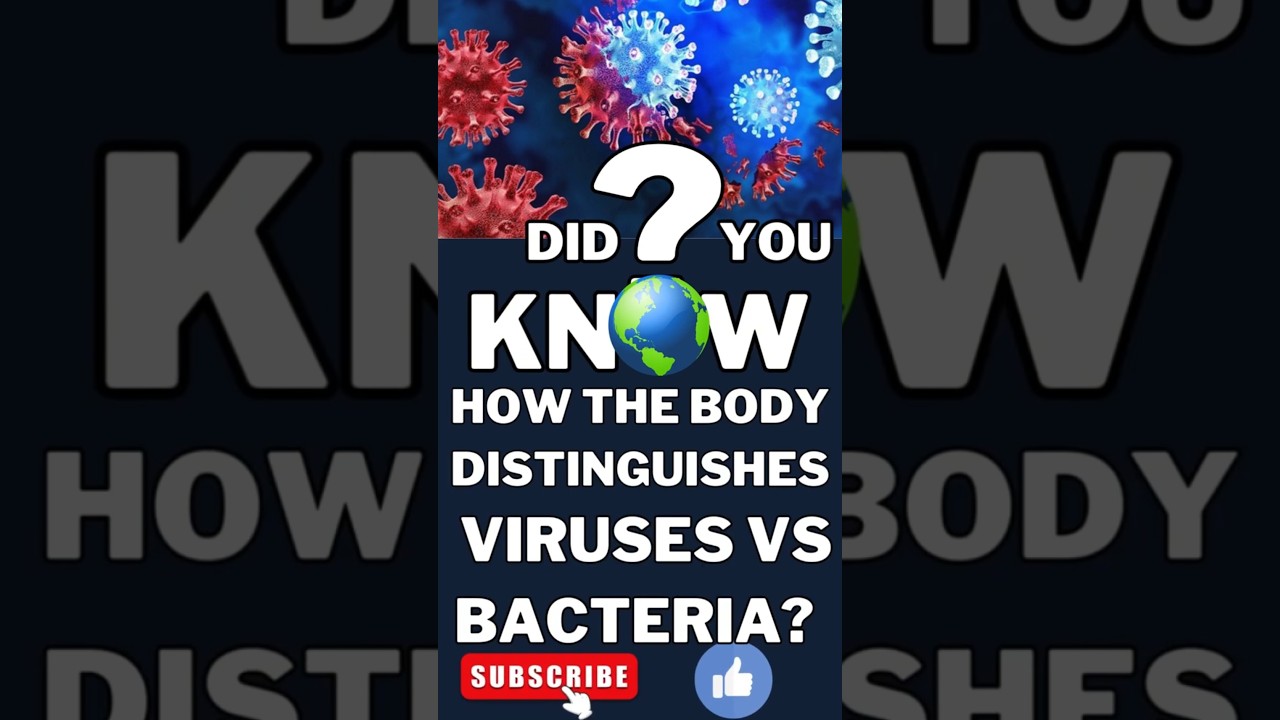 Как организм различает вирусы и бактерии. Объяснение работы иммунной системы. Вирусы и иммунная с...