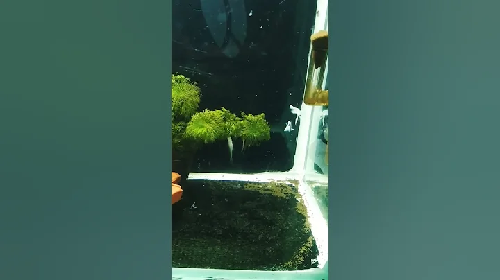 Video 10092301: siamese algae, siamese eating