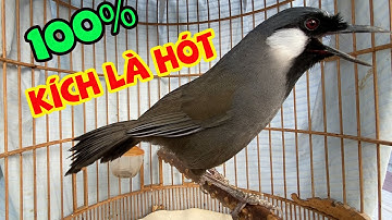 Khướu Hót GIỌNG RỪNG RẤT HAY +  LUYẾN LÁY NHIỀU GIỌNG.giọng rừng kích khướu,khướu bổi hót hay