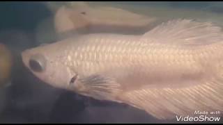 Is Your Betta Fish Happy Or Sad? This Is How You Know. - Youtube