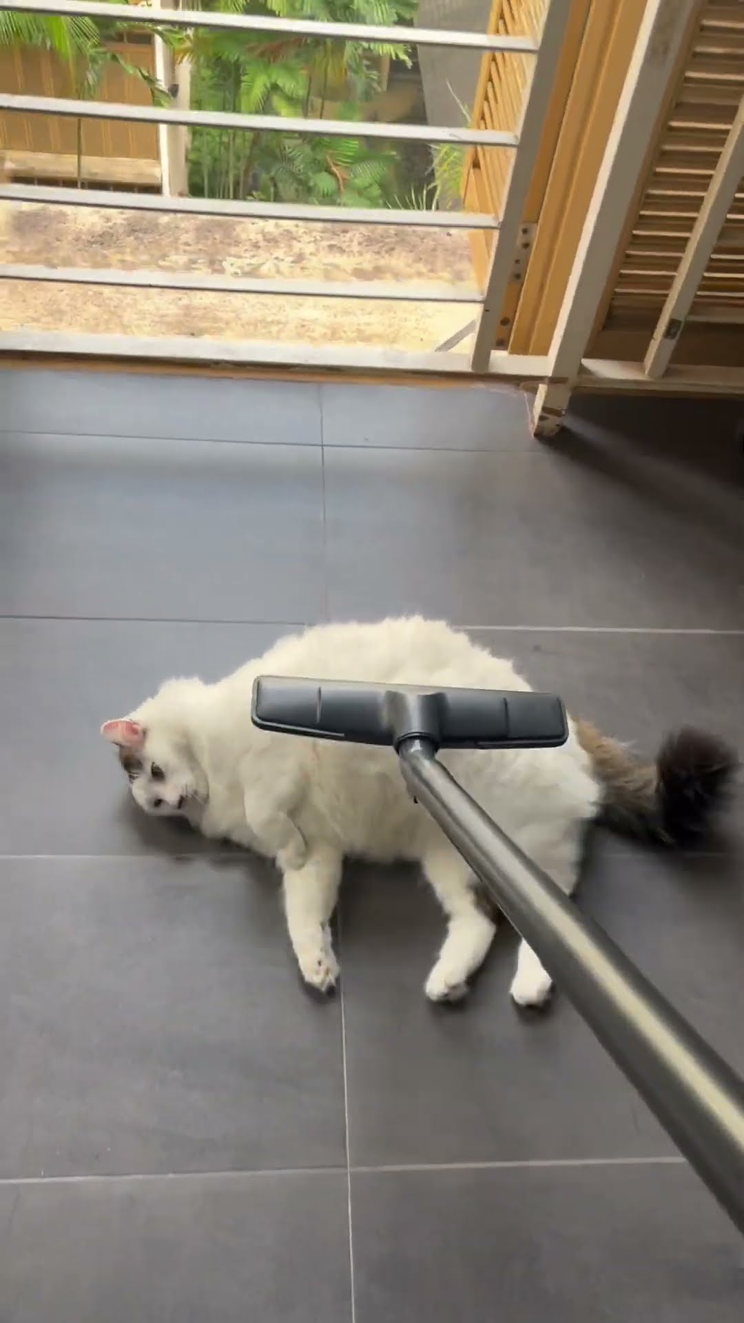 Cat Lives For Vacuum || ViralHog