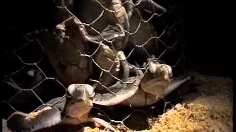 TURTLE ISLANDS