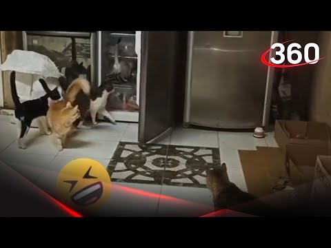 Хитрый кот разорил холодильник 