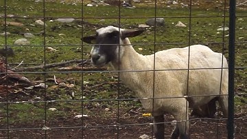 The Screaming Sheep (Original Upload) No copyright free Meme