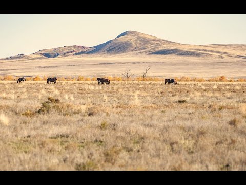 Озеро Баскунчак, гора Богдо, реки Волга, Ахтуба. Пойма. Обзорное видео, 4k
