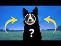 Guess The Breed Of The Dog By One Piece