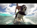 Baxters surf sessions  surf dog walk of fame entry