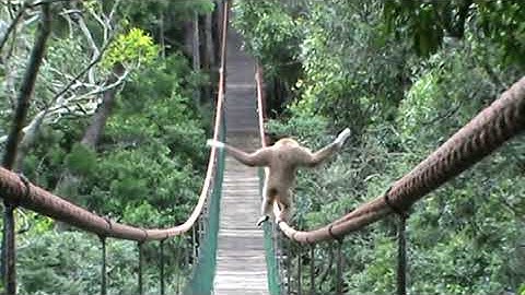 Gibbon On Monkeyland Bridge