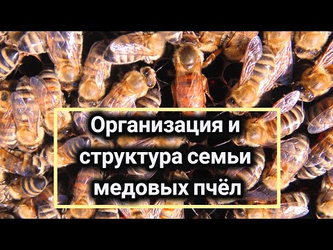 пчелы интересные факты - пчела строение