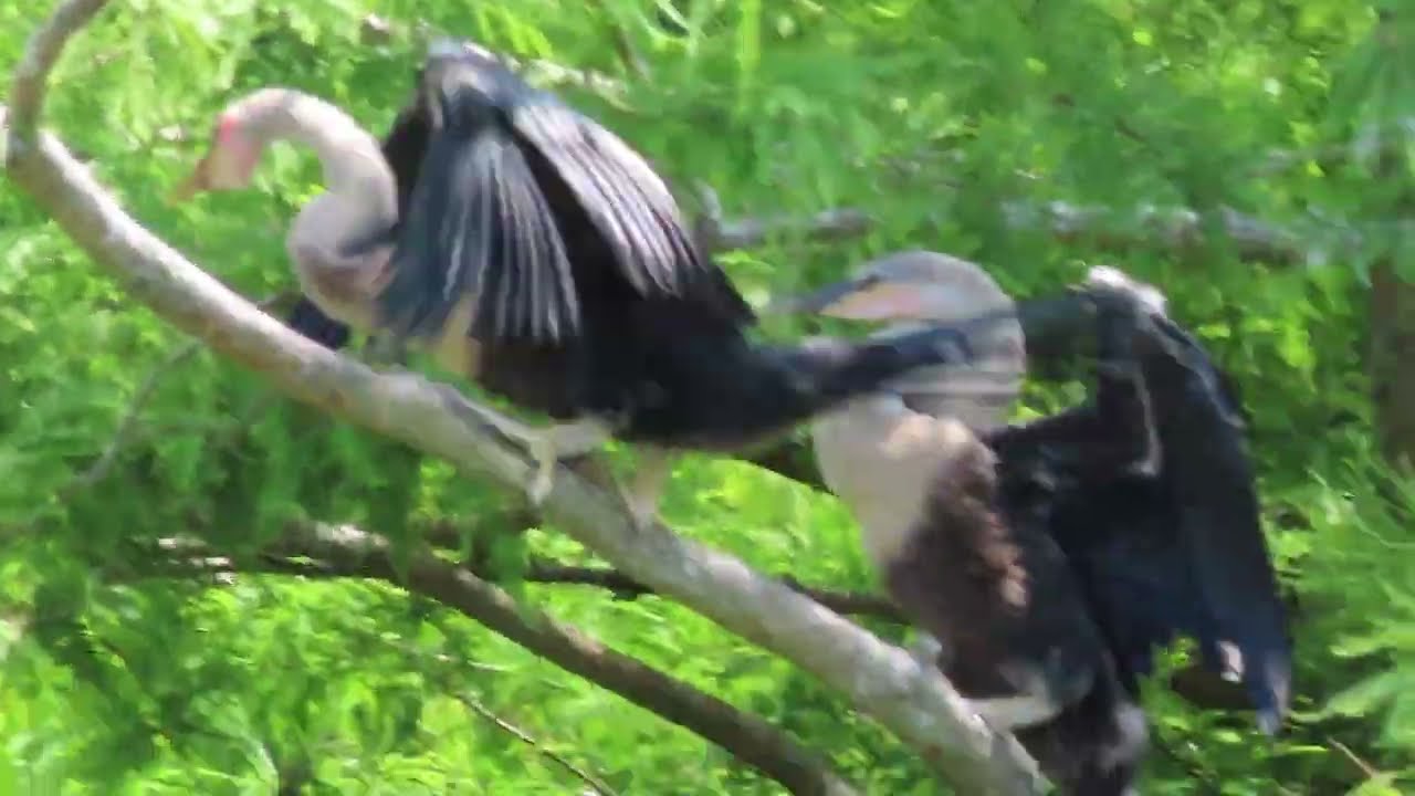 Most Unusual Juvenile Anhingas Sound Off in Trees at Orlando Wetlands! Christmas, Florida